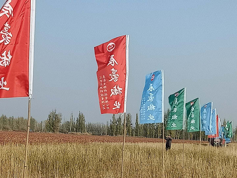 新疆辣椒種植基地收獲中